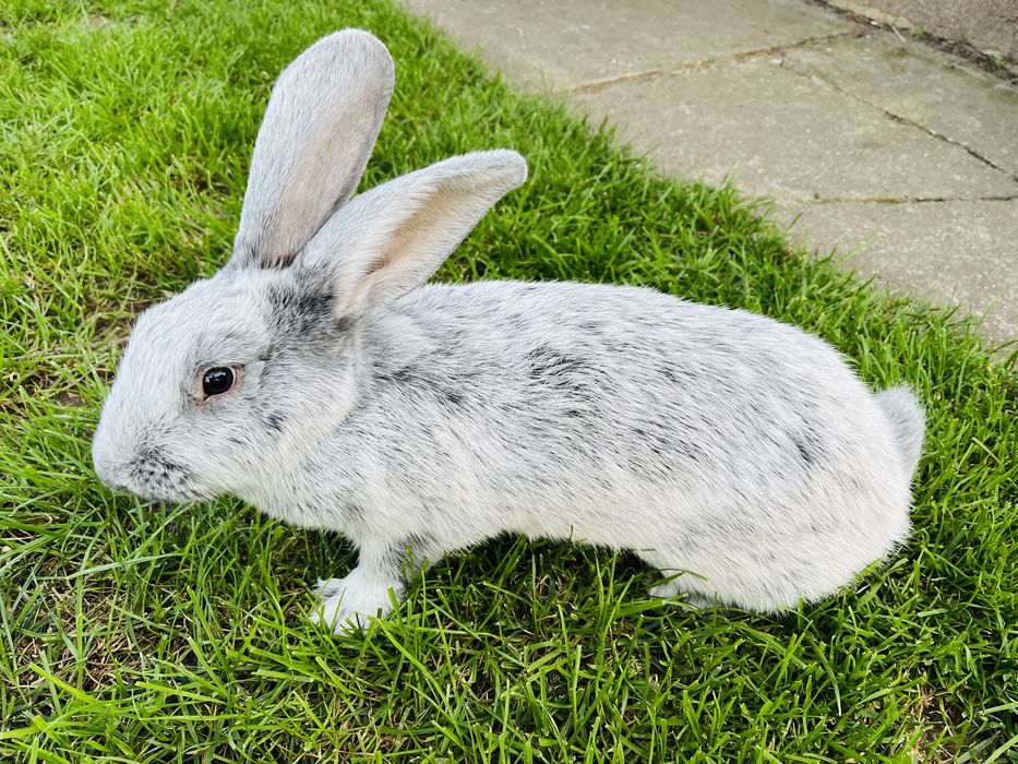 Królik hodowlany wielki jasnosrebrzysty