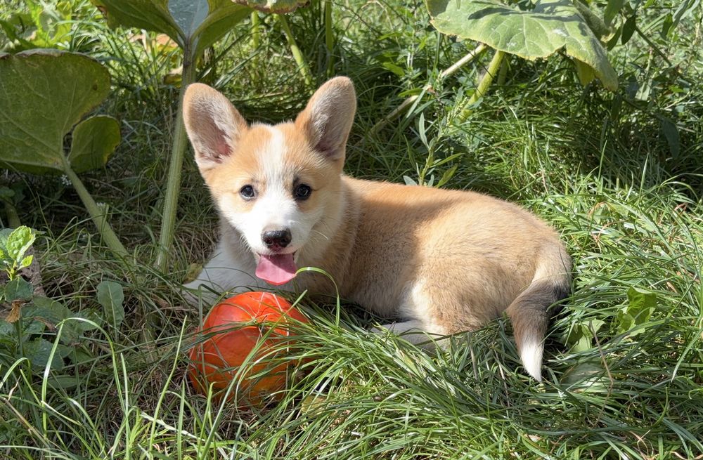 REZERWACJA Welsh Corgi Pembroke suczka rodowod FCI ZKwP