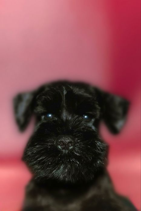 Цвергшнауцер,хлопчик