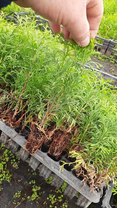 Tuja szmaragd multipaleta