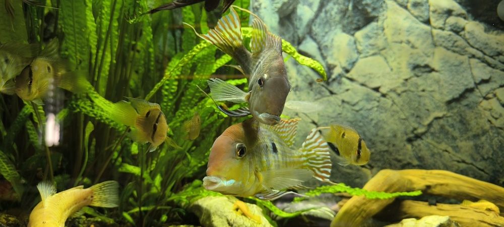 Ziemiojad Red head tapajos 5 szt