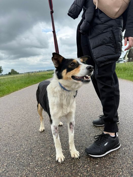 Łagodna Tena w poszukiwaniu domu stałego