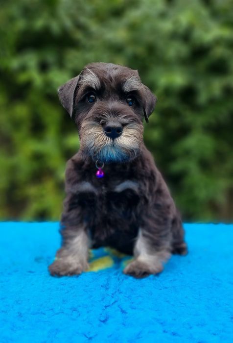 Цуценята цвергшнауцера