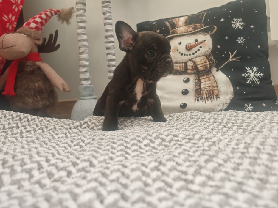 Buldog Francuski czarny