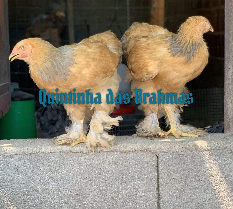 machos Brahma splash e azul