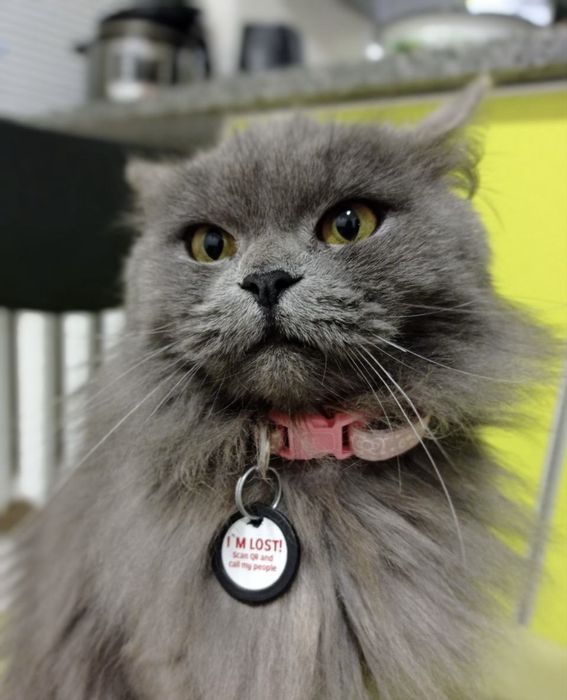 Віддам кішку у добрі руки