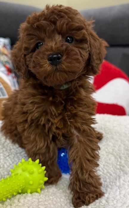 Найкращі хлопці той пудель