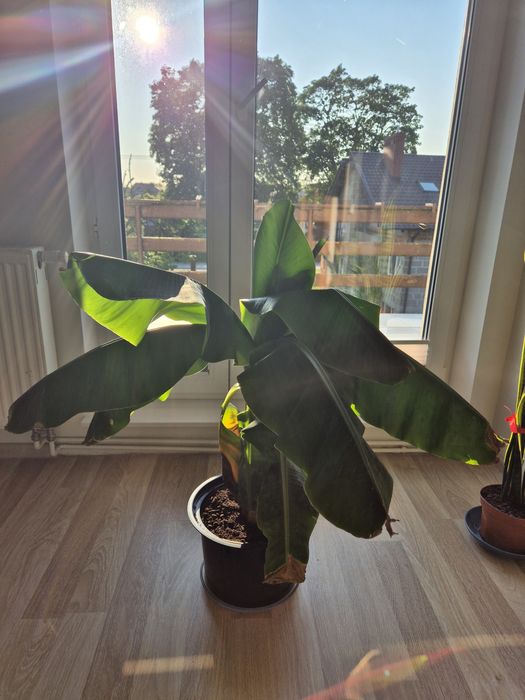 Bananowiec, zadbany, wys. 90-100cm