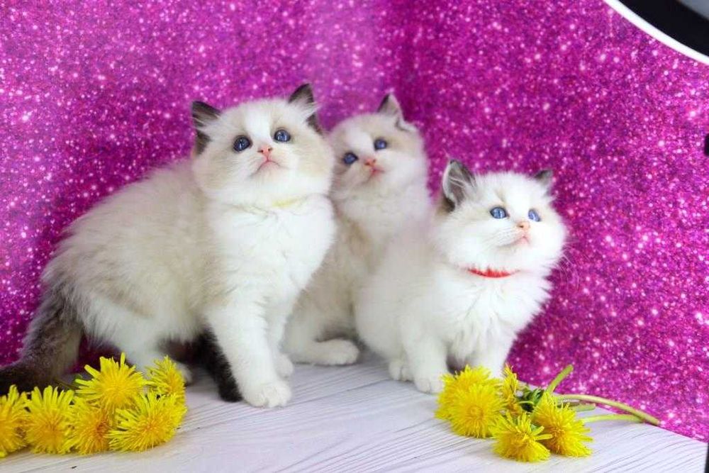 Регдоли-найкращі компаньони та друзі