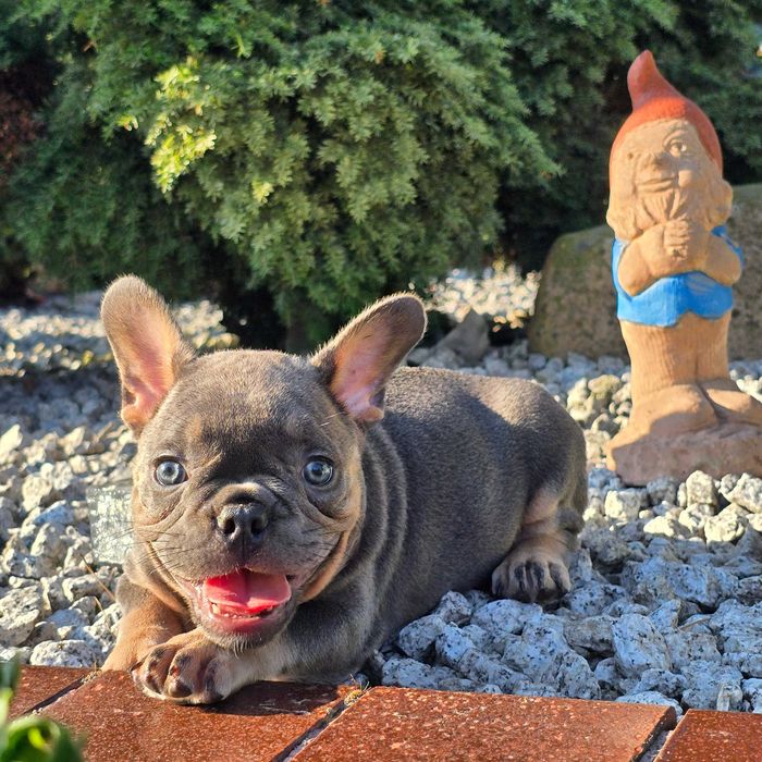 Buldog Francuski śliczny Blue Tan piesek