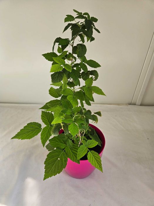 Malina czarna 50cm C2 – owocowy krzew ogrodowy + nawóz gratis