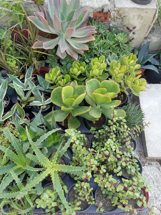 Suculentas variadas e agaves