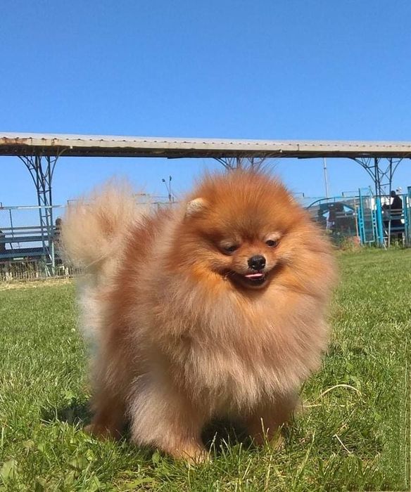 Померанец ВЯЗКА док . FCI