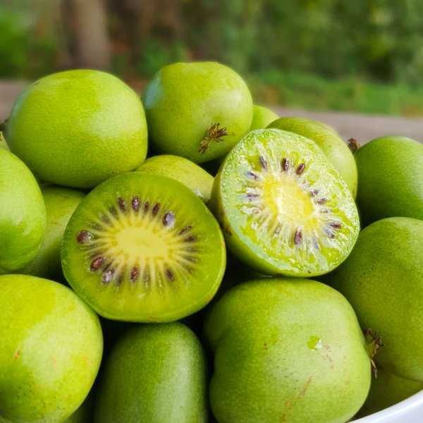 Sadzonki MINI KIWI ! Duże sadzonki! Issai Samopylne!