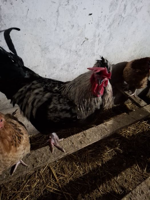 Koguty z wolnego wybiegu