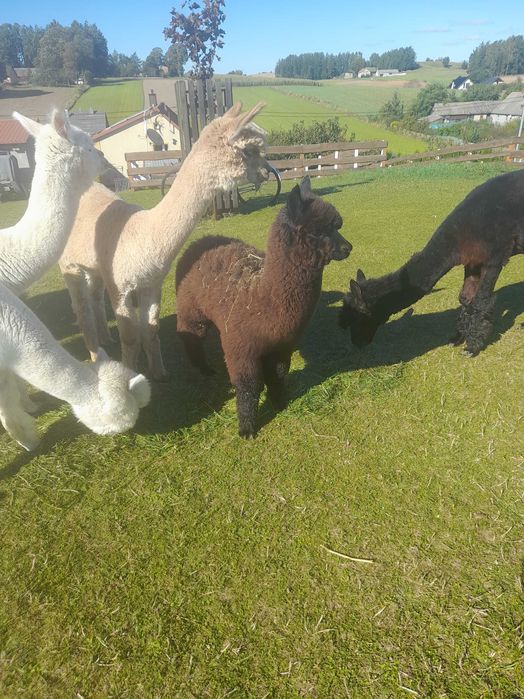 Alpaka samiec lub samica