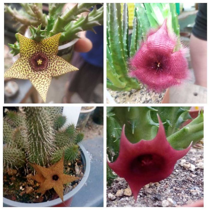 Продам излишки коллекции суккулентов