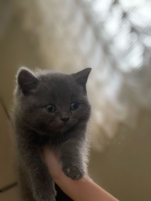 Кіт коти кошеня кошенята кота кошеня кіт киця кота