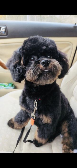 Shihpoo czarny chłopczyk