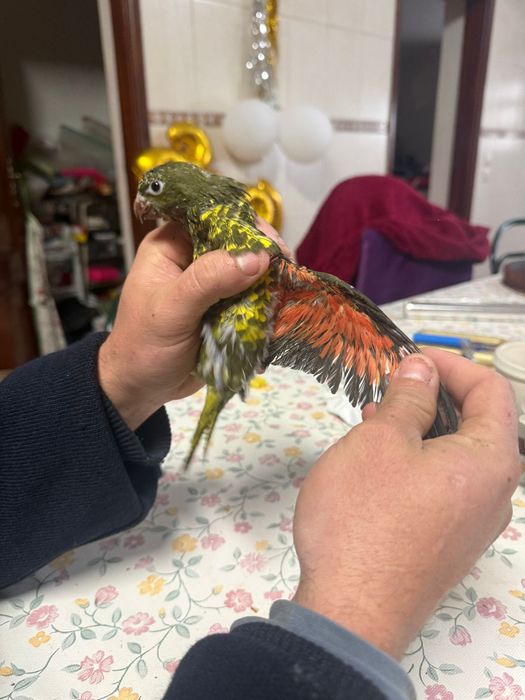 trichoglossus chlorolepidotus