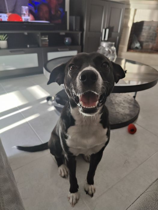 Cadela com 1 ano para adoção responsável