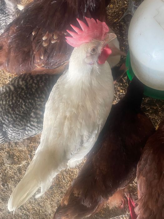 3 frangos leghorn