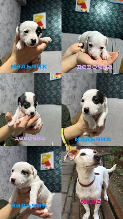 Щенки Джек Рассел