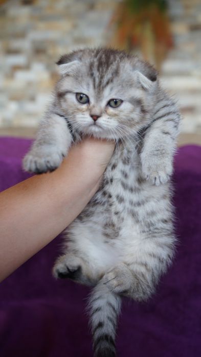 Опытный кот серебристой британской шиншиллы  приглашает