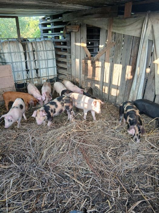 Vendo leitões para assar e para criar