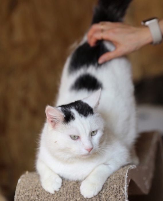 Альф 2 года, чудесный котенок, ласковый котик