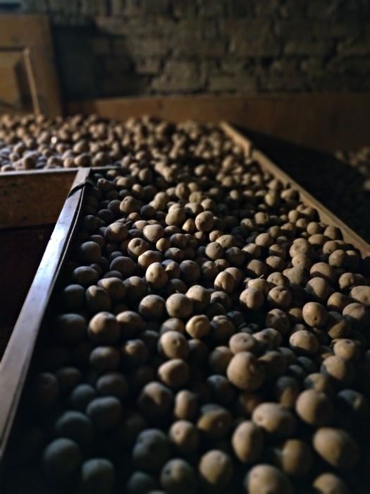 Ziemniaki  Bryza  oraz Tajfun!- dawna odmiana ! Zapraszam.