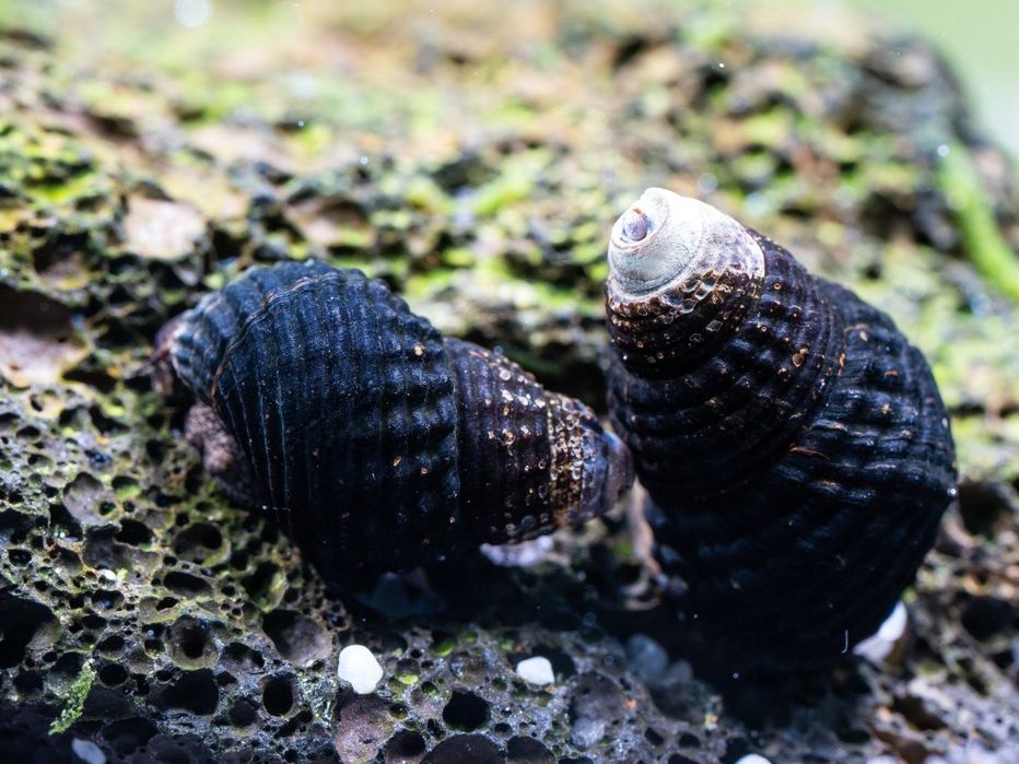 Caracois para Aquario Tylomelania sp Mini Carbo