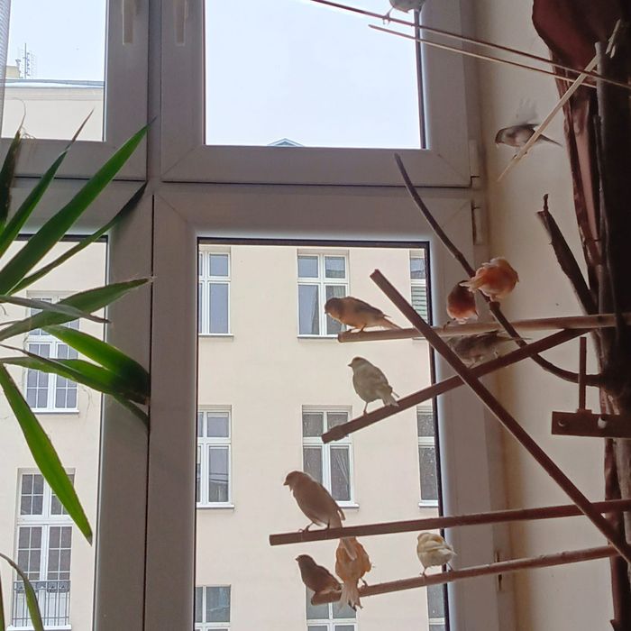 Kanarek samiczka kolorowa