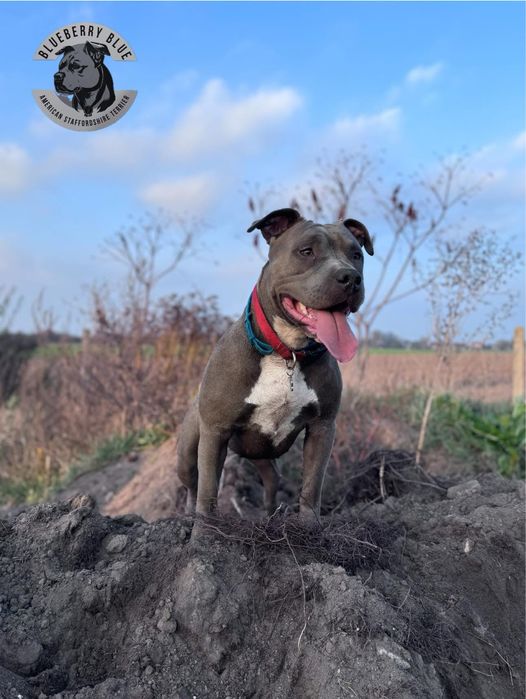 American Staffordshire Terrier BLUE-ChampionLine - ostatnie wolne rezerwacje