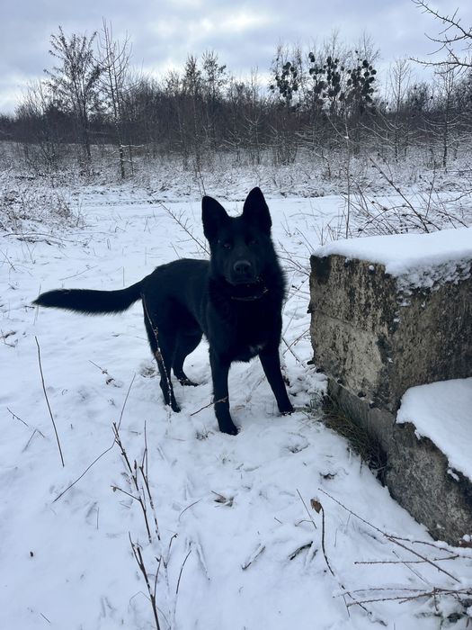 Вівчарка (для спарки)