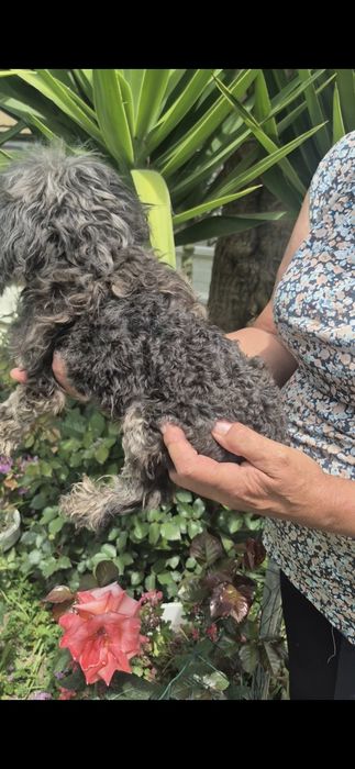 Caniche lindiccimo