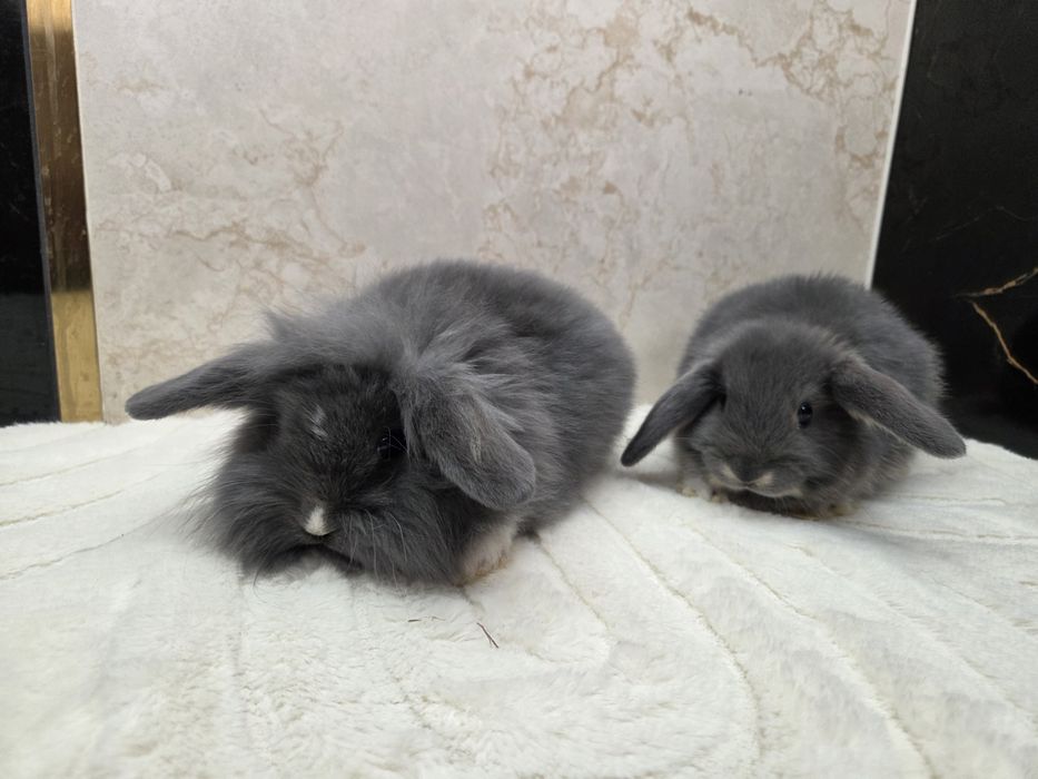 Mini lop / Baranek miniaturowy