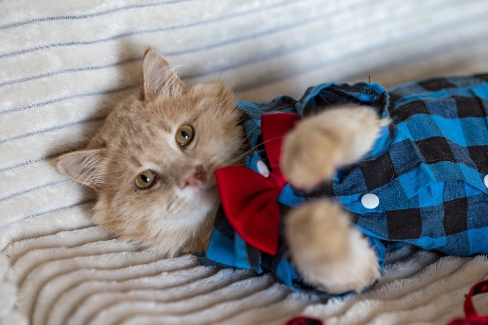 Котик Сантьяго ждёт тебя