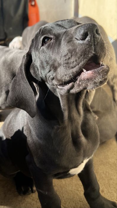 Dogue Alemao femêa preto Lop