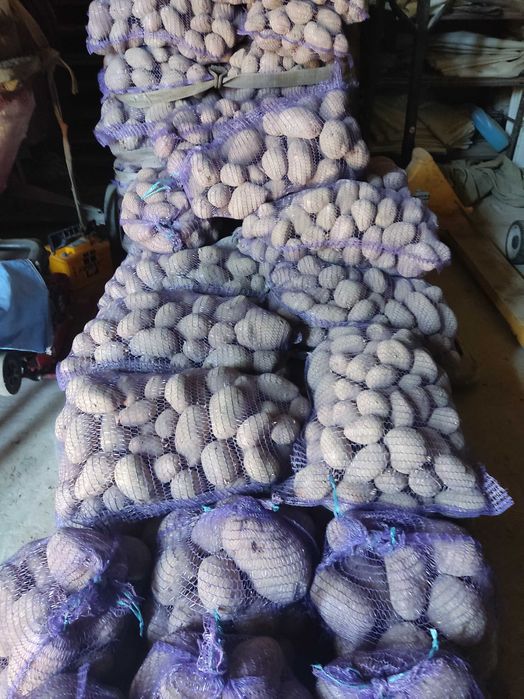 Ziemniaki  drobne paszowe