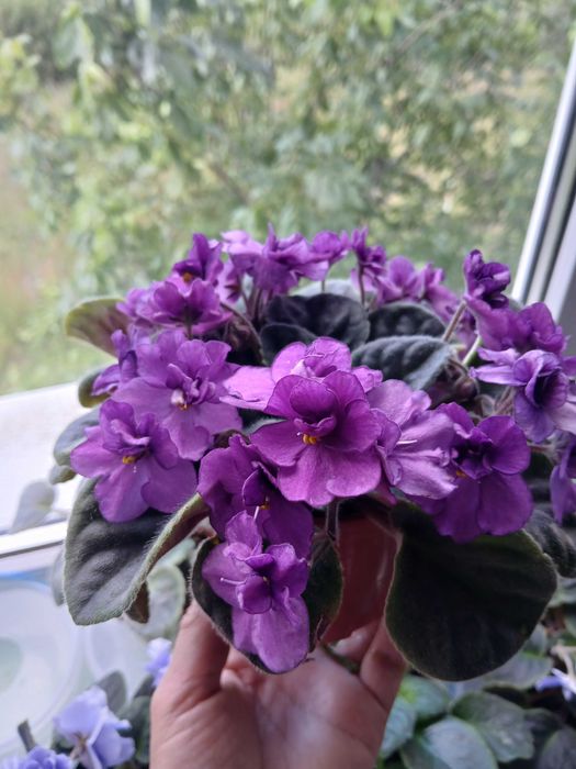 Пропуную молоді фіалки