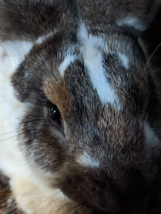 Coelhos   biológicos