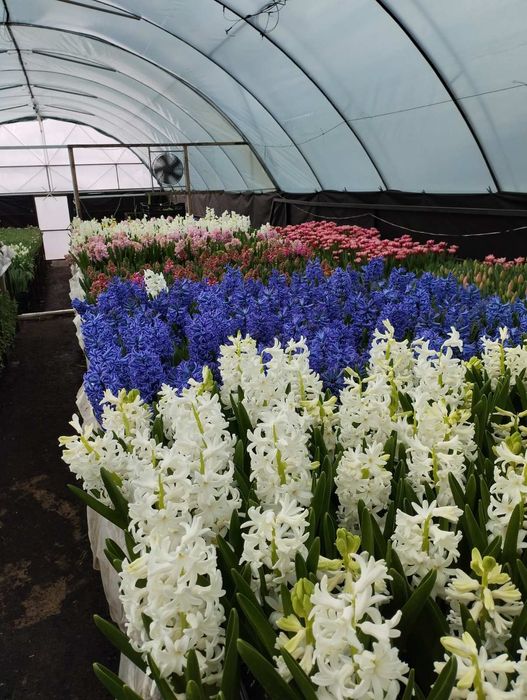 Гіацинти до 8 березня.