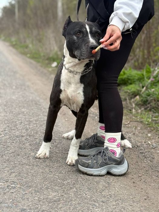 Безкоштовно ам.стафф, собака, американський стаффордшир