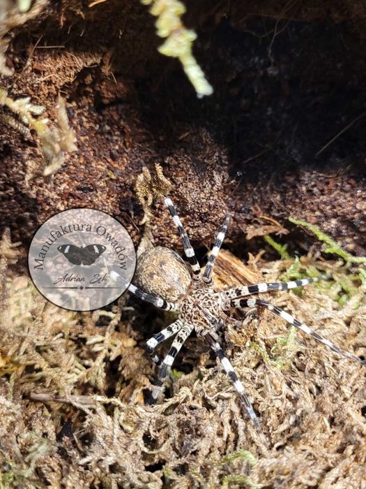 Viridasius fasciatus L4/5 - Pająk właściwy
