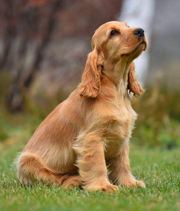 английский кокер щенок