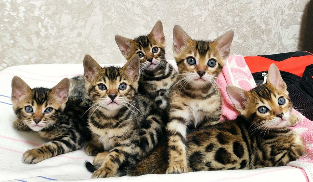 Бенгальські кошенята