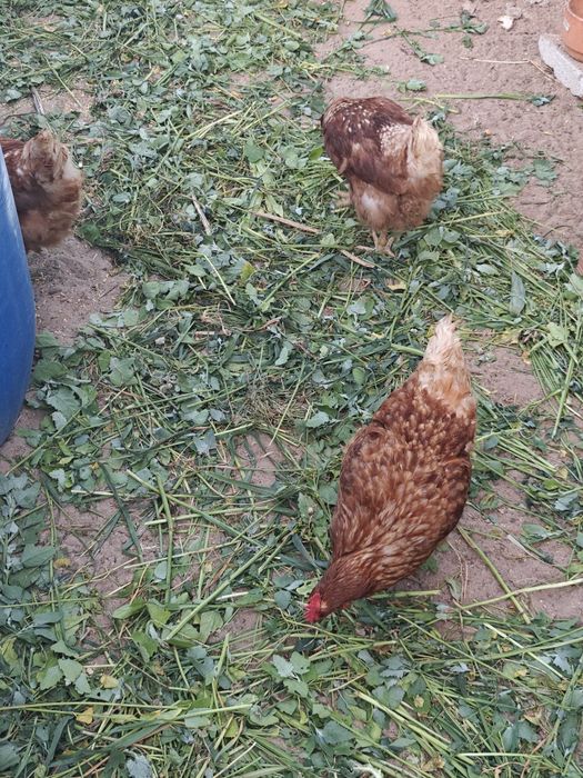 Ovos caseiros de galinhas criadas ao ar livre