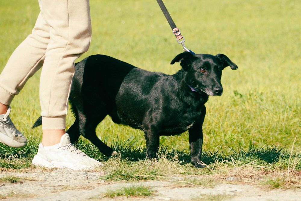 ERICO - mały pies w typie jamnika