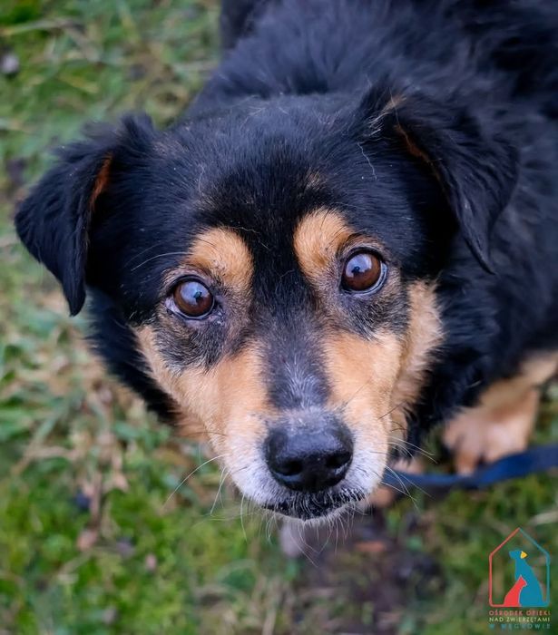 Żabcio 568/24 - SZUKA DOMU!